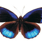 Eunica eurota