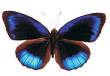 Eunica eurota