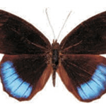 Eunica norica