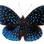 Hamadryas velutina