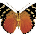 Hamadryas alicia