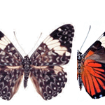 Hamadryas amphinome