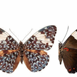 Hamadryas arinome