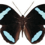Nessaea hewitsoni