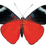 Panacea prola