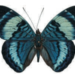 Panacea regina