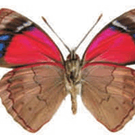 Perisama clisithera