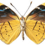 Perisama comnena