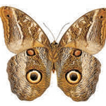 Caligo idomeneus