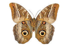 Caligo idomeneus
