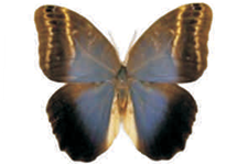 Caligo placidianus