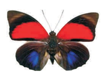 Agrias claudina lugens