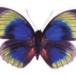 Agrias hewitsonius beata
