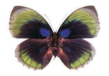 Agrias hewitsonius beata female