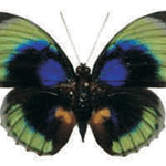 Agrias hewitsonius beatifica