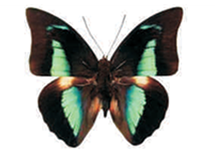 Archaeoprepona meander