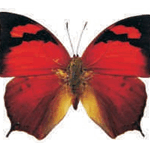 Anaea eurypyle