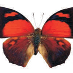 Anaea ryphea