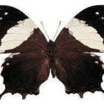 Hypna clytemnestra