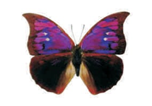 Polygrapha tyrianthina