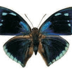 Polygrapha xenocrates
