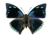 Polygrapha xenocrates