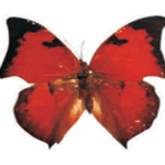 Zaretis isidora