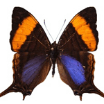Marpesia corinna