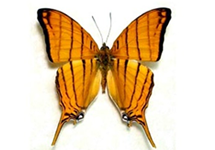 Marpesia harmonia