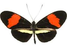 Heliconius melpomene amaryllis