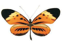 Heliconius numata