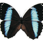 Morpho achilles