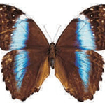Morpho deidamia female
