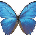 Morpho didius