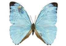 Morpho eugenia