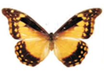 Morpho rhetenor cacica female