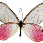Cithaerias aurorina