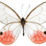 Cithaerias merolina