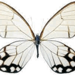 Haetera hypaesia