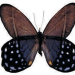 Pierella lena