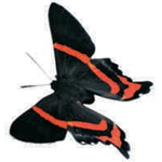 Ancyluris aulestes female