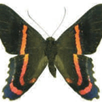 Ancyluris endaemon