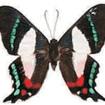 Ancyluris formosissima