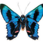 Ancyluris_meliboeus