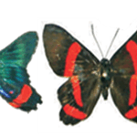 Ancyluris mira