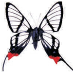 Chorinea batesii
