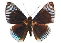 Lyropteryx apollonia