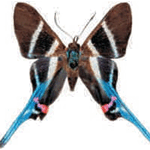Rhetus arcius