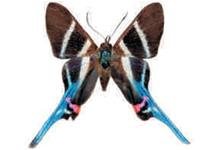 Rhetus arcius