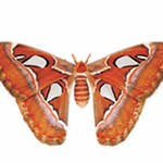 Attacus atlas